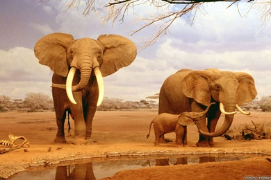 Summer Animals Wallpapers   Crazy Frankenstein