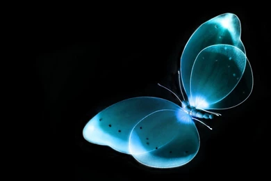 Blue Butterfly Black Desktop Wallpapers Hd Wallpapers Free To ...