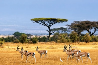 African Landscape Of African Animals Wallpapers Download