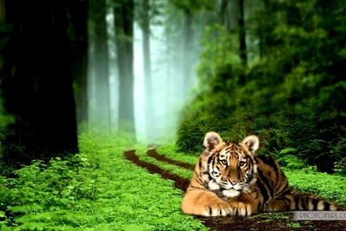 Tiger High Resolution Backgrounds Cool / Wallpapers Tiger 10821 High ...