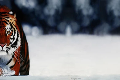 Tiger Twitter Backgrounds Twitterevolutions