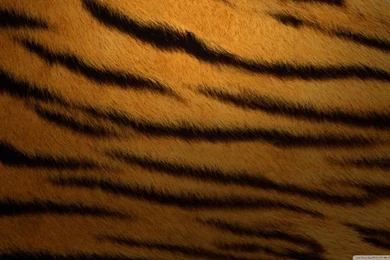 Tiger Fur Backgrounds HD Desktop Wallpapers : High Definition ...