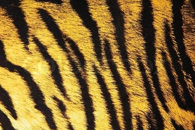 Imitation Of Tiger Leather As A Backgrounds