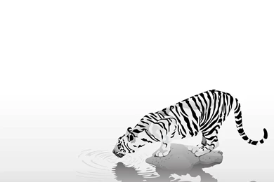 White Tiger Backgrounds   Wallpapers