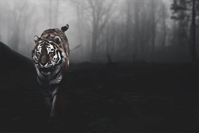 Tiger Backgrounds By A7md3mad On DeviantArt