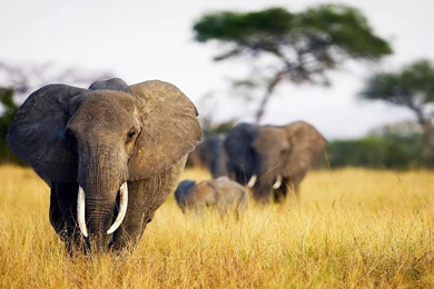 Download Wallpapers 3840x2160 Elephant, Grass, Walk, Africa, Field ...