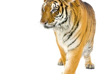 Tiger Walking In Front Of A White Backgrounds   Tiger Facts And ...