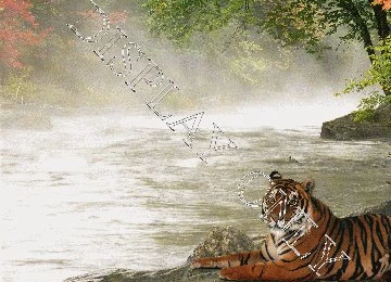 Eagle Gifts Galore/Animal Backgrounds