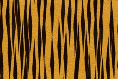 Free Fierce Tiger Backgrounds For PowerPoint   Animal PPT Templates