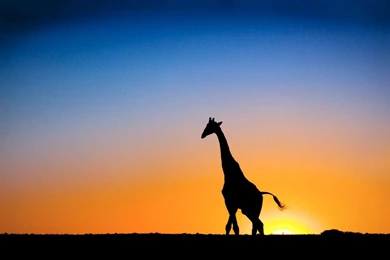 Sweet Africa >> HD Wallpaper, Get It Now!