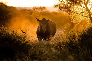 Download Wallpapers 3840x2400 Rhino, Morning, Light, Africa Ultra ...
