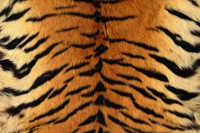 Fur_texture1705.jpg