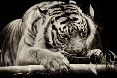 Animal Tiger Sleeping In Black Backgrounds HD Photo