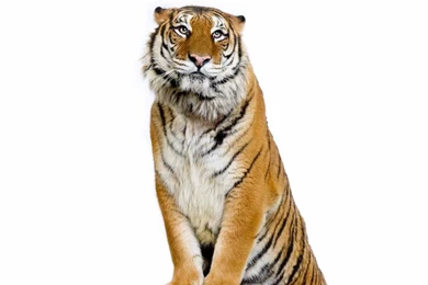 Tiger In White Backgrounds Wallpapers   Your HD Wallpapers