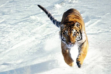 Tiger Jumping Over Snow Photo By Yudeveloper