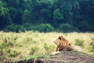Lion King Animal Africa Wallpapers