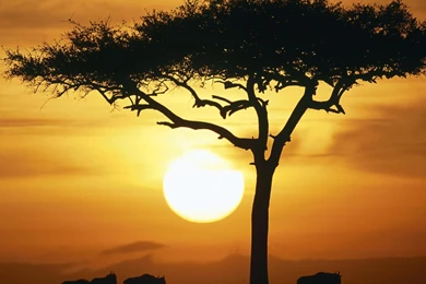 Free Screensavers And Wallpapers   7Screensavers.com