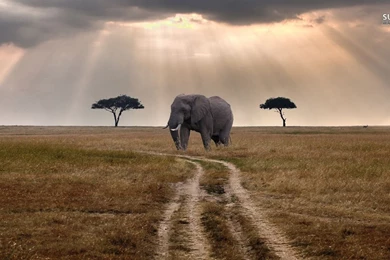 African Elephant Wallpapers   Animal Wallpapers