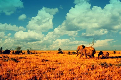 Deserts Elephants African Baby Elephant Baby Animals Wallpapers ...