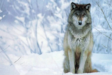 HD Wolf Wallpapers