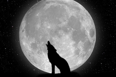 Wolf Wallpapers