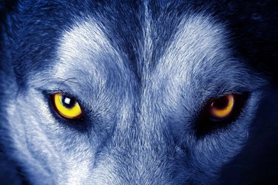 Wolf Wallpapers Best 274 Desktop