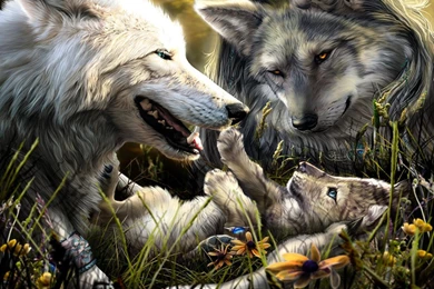 Beautiful Wolf Wallpapers