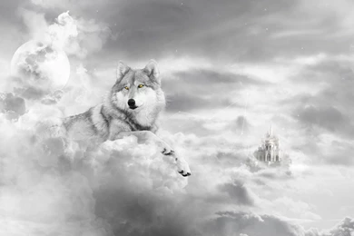Wolf Wallpapers Cool YC8   WALLPAPEROX.COM