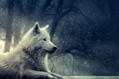 White Wolf Wallpapers   All Wallpapers New