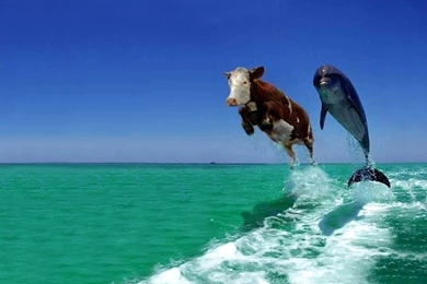 Desktop Wallpapers: 12/03/11