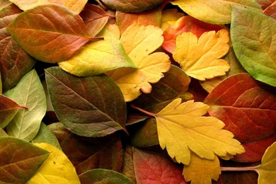 Autumn Wallpaper_hd Wallpaper_download Free Wallpapers