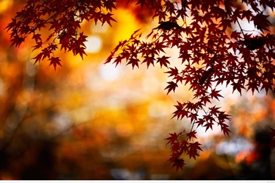 Leaves AUTUMN WALLPAPERS HD.jpg