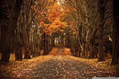 Late Autumn HD Desktop Wallpapers : High Definition : Mobile : Dual ...