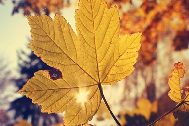 2 autumn_wallpaper_nature 1.jpg