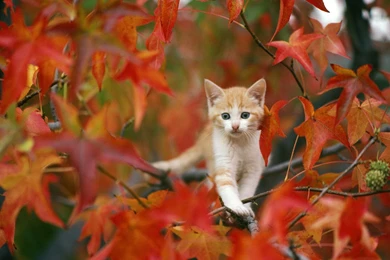 Cat Wallpapers   Crazy Frankenstein