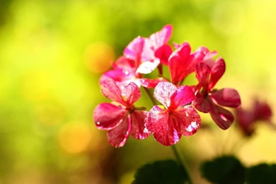 Red Flower Desktop Wallpapers Photo. Image № 32399