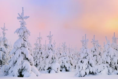Winter Snow Desktop Wallpapers HD 49817   Dongxue Series ...