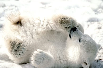 311 Polar Bear HD Wallpapers