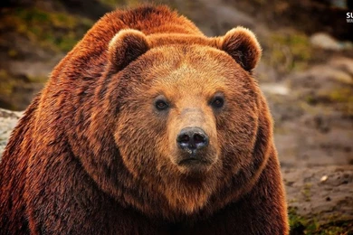 Grizzly Bear Wallpapers