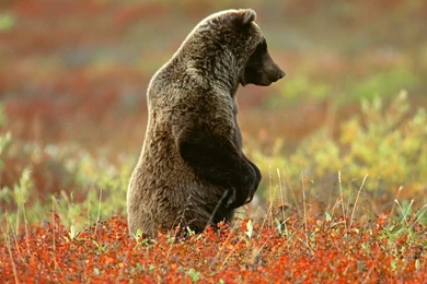 Bear Wallpapers HD Pictures