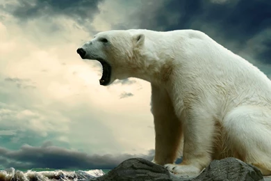 White Bear Wallpapers HD Download