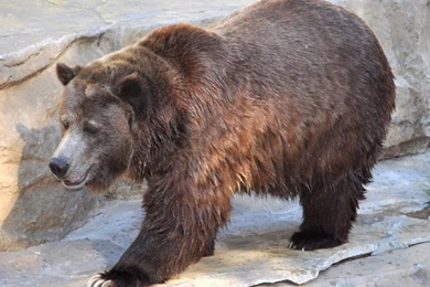 American Black Bear Wallpapers 9655