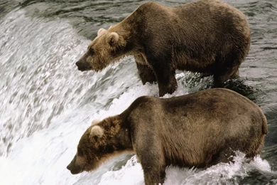 HD Free Brown Bear Wallpapers Bears Animals Wallpapers Download ...