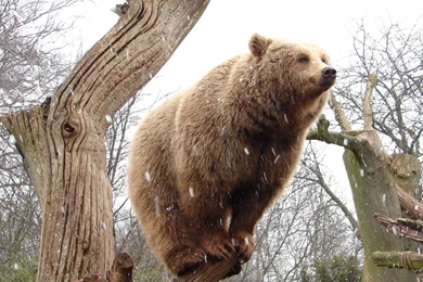 Perched Bear Wallpapers, Perched Bear Myspace Backgrounds, Perched ...