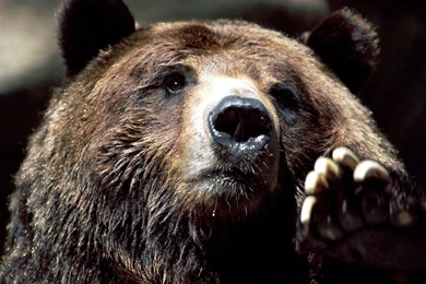 Brown Bear Pictures   Wild Brown Bears Pictures