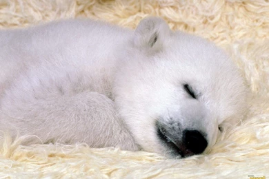 YouWall   White Bear Wallpapers   Wallpaper,wallpapers,free ...