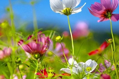 Beautiful Wallpapers For iPhone 6 Plus