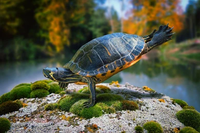 Beautiful turtle acrobat widescreen high definition wallpaper pictures of turtle free.jpg
