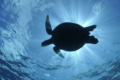 Turtle Under The Sea Desktop Backgrounds HD 1920x1080