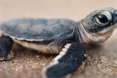 Baby Turtle Wallpapers